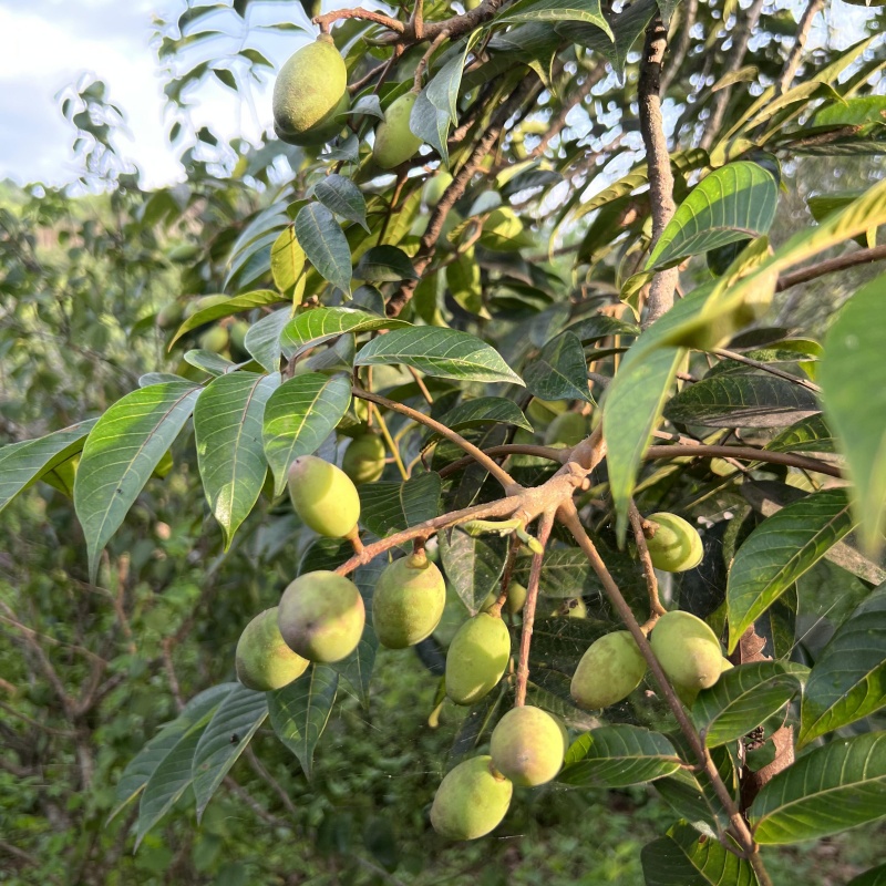 青橄榄3.jpg