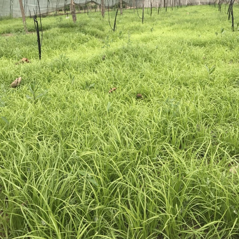 青绿苔草5.jpg
