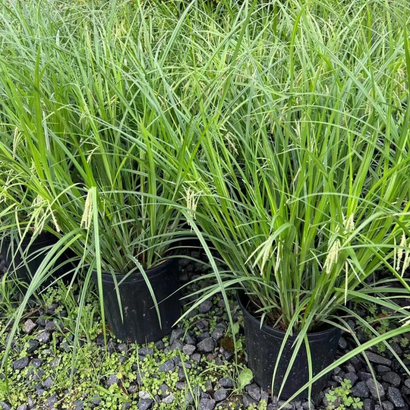 青绿苔草6.jpg