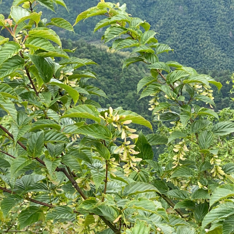 青榨槭4.jpg