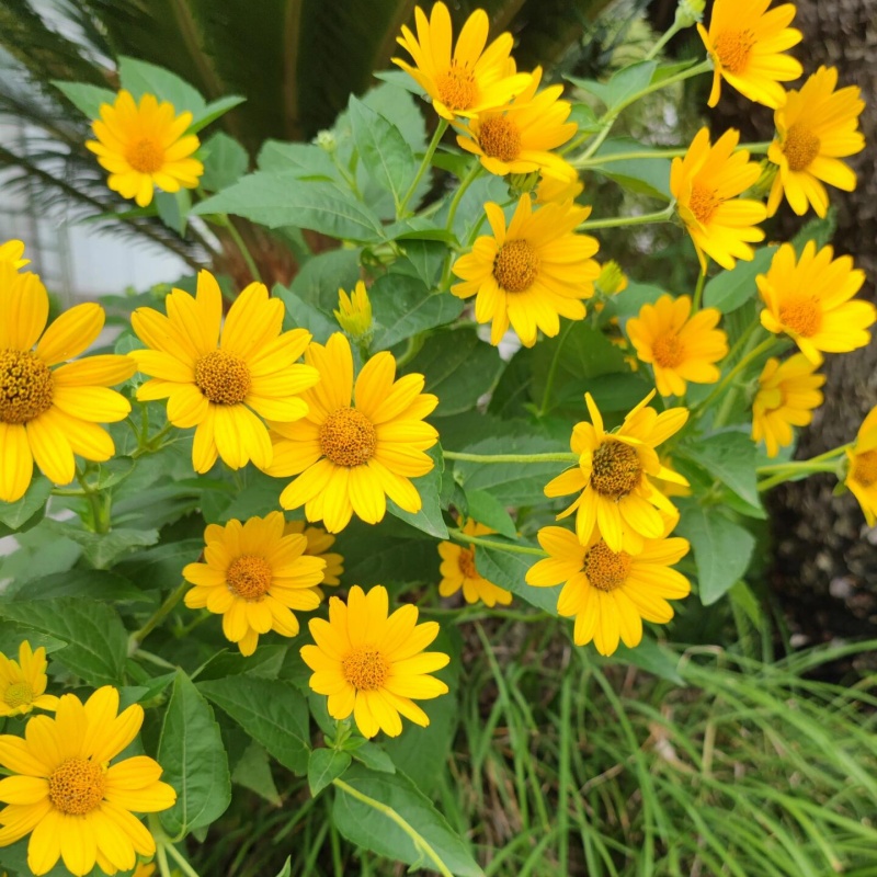 日光菊4.jpg