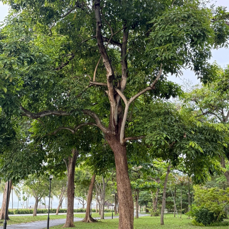 榕樹6.jpg
