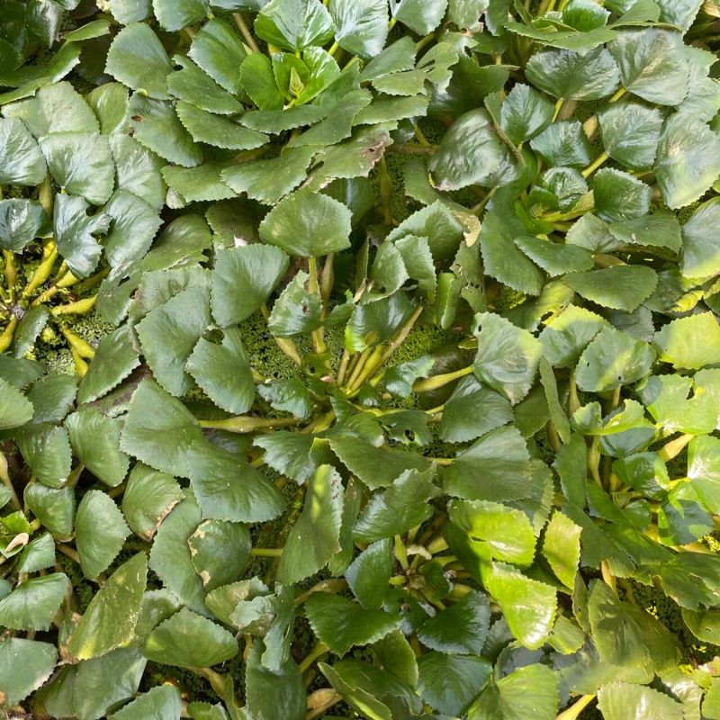 三角菱角5.jpg