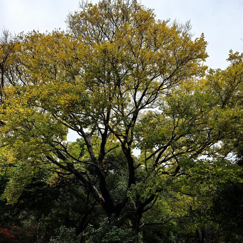 沙朴4.jpg