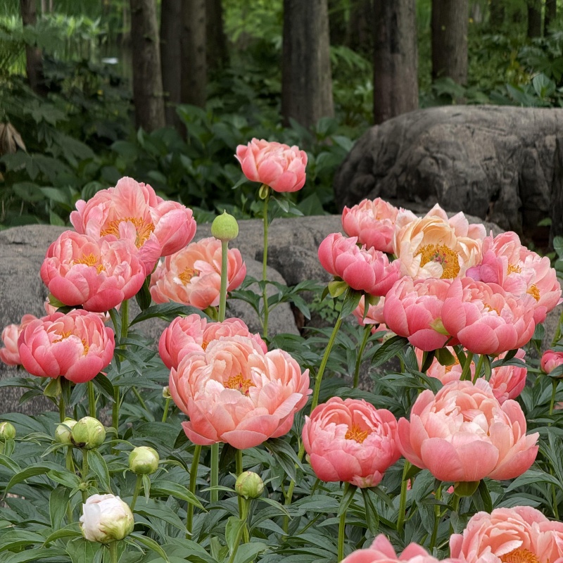芍药花3.jpg