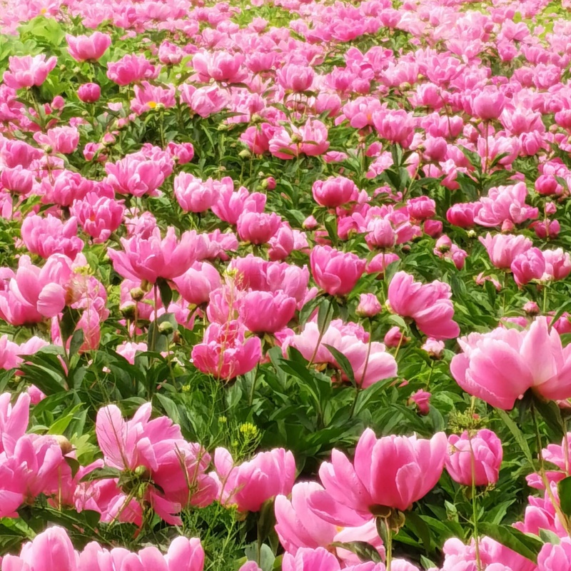 芍药花6.jpg
