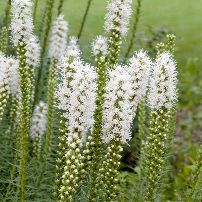 蛇鞭菊4.jpg