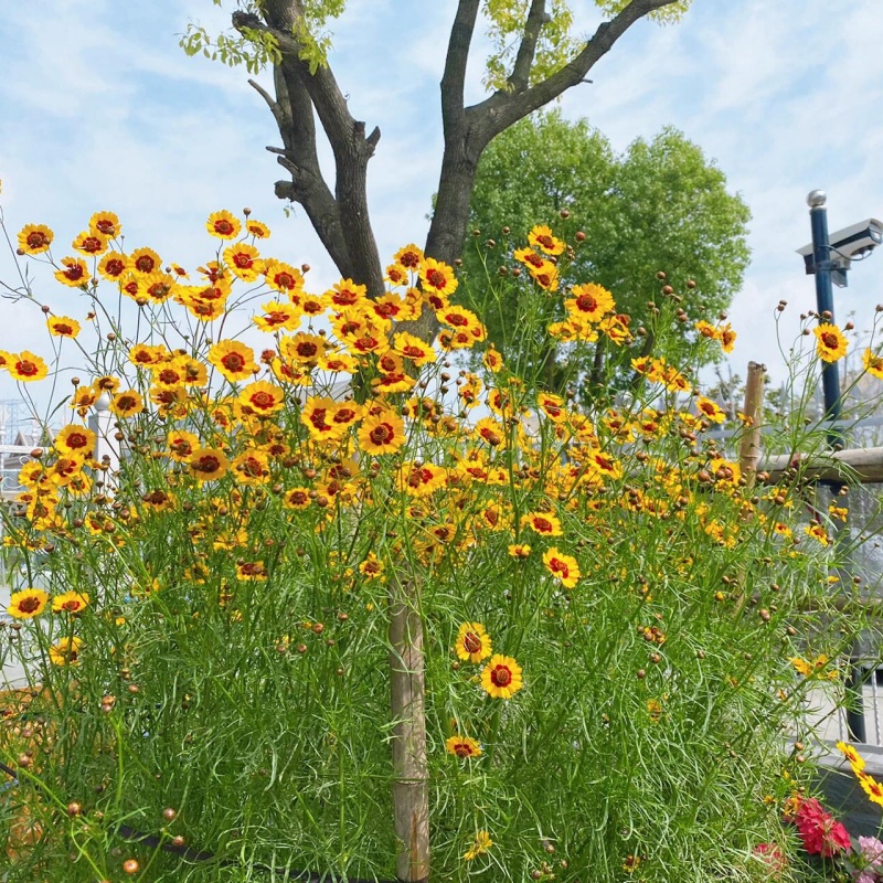 蛇目菊7.jpg