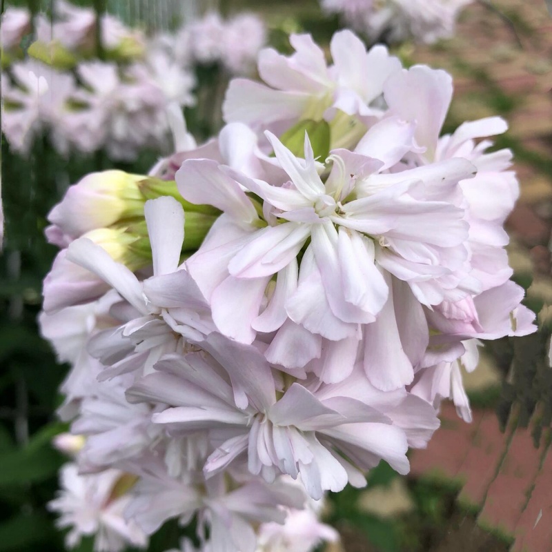 石碱花3.jpg