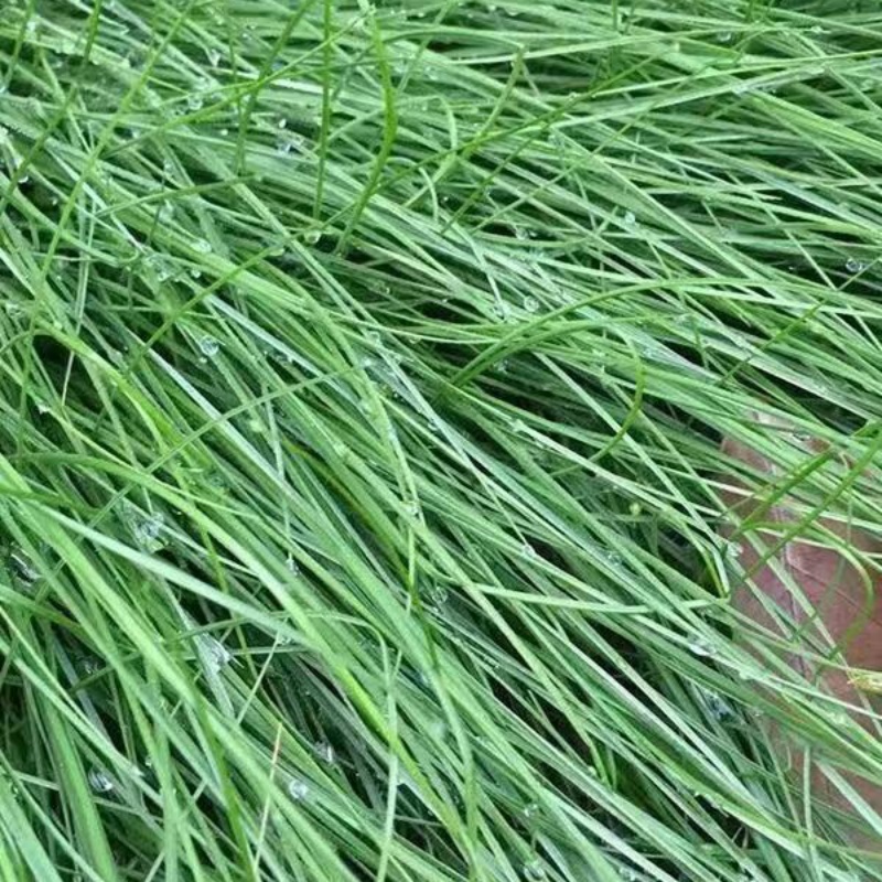 屬茅草4.jpg