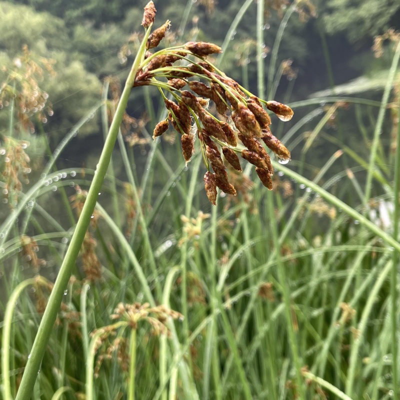 水葱3.jpg