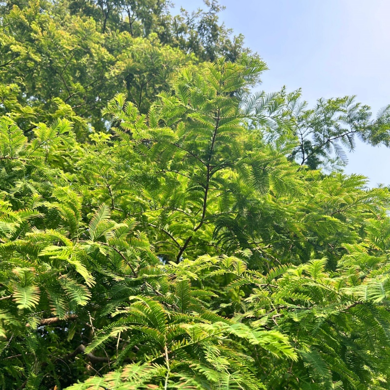 水杉5.jpg