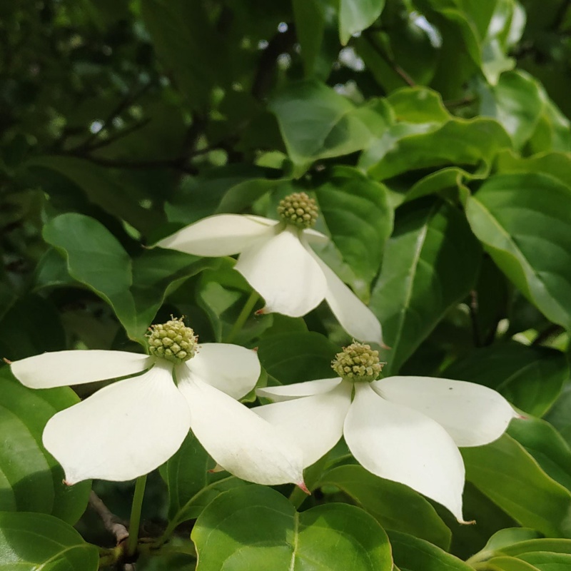 四照花3.jpg