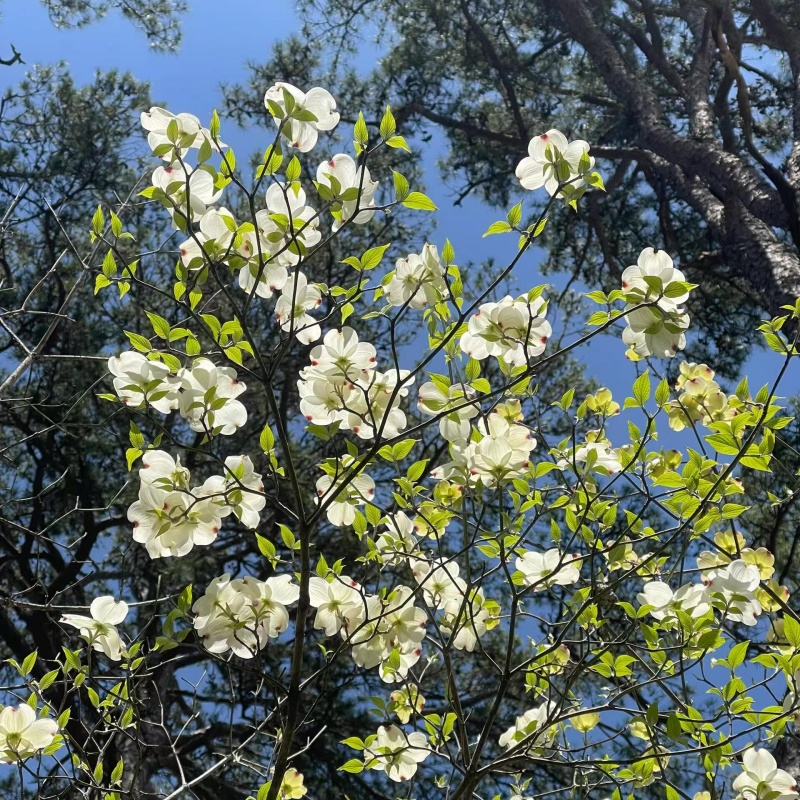 四照花6.jpg