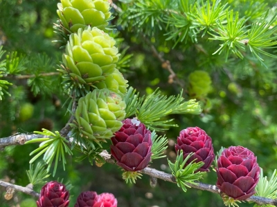 什么时间种植落叶松种子比较好