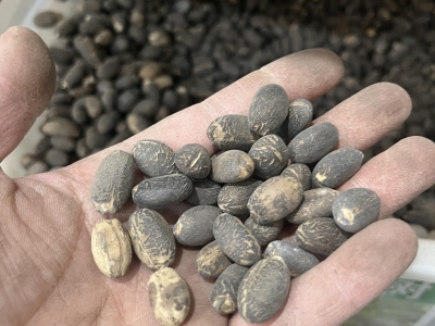 麻疯树种子怎么催芽最有效