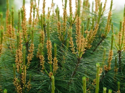 贵州适合种植马尾松吗