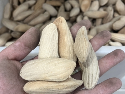 芒果种子沙藏多长时间才能播种