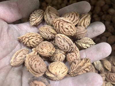 种植毛桃苗一亩地用多少斤种子