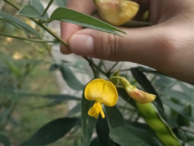 木豆如何养护