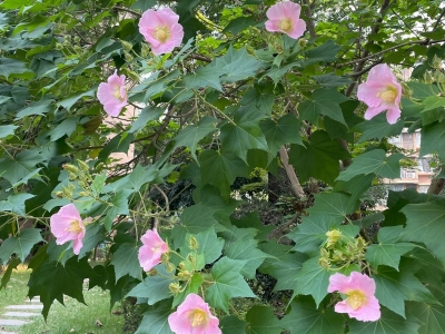 木芙蓉种子多少钱一斤