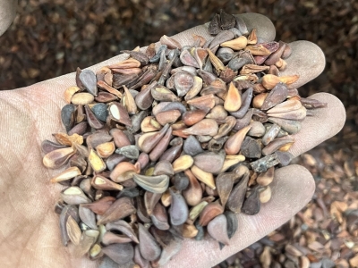 木瓜树种子的发芽率怎么样