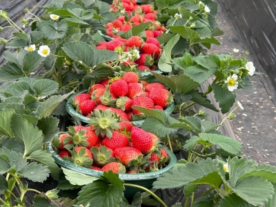 奶油草莓怎么种植