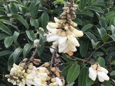 牛大力发芽率怎么样