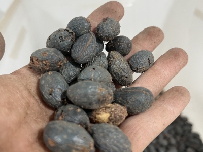 什么时间种植蒲葵种子比较好
