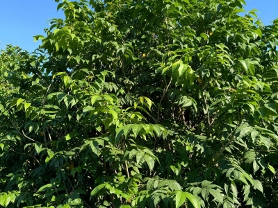 漆树怎么种植