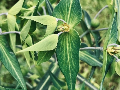 什么时间种植千金子种子比较好