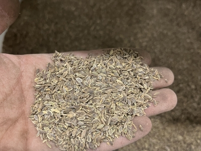 什么时间种植千里香种子比较好