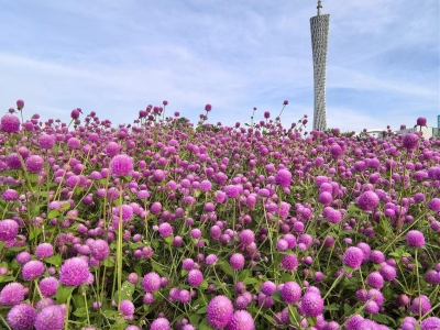 什么时间种植千日紫种子比较好