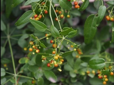 茜草怎么种植