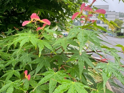 什么时间种植青枫种子比较好