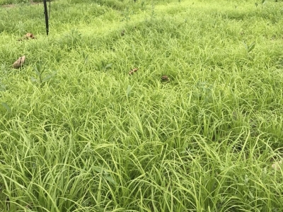 青绿苔草种子,种子