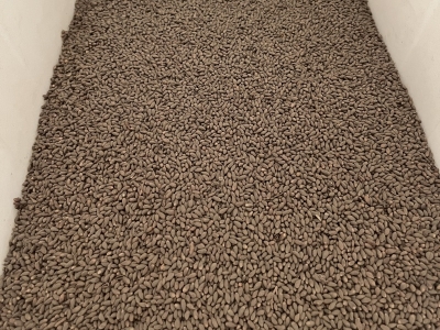洒金柏种子在运输中如何保存