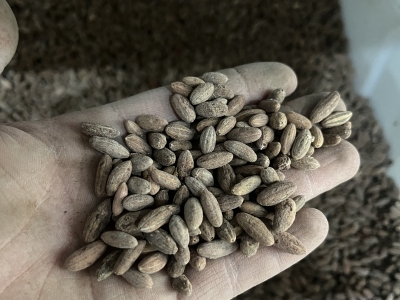 沙枣种子播种后多长时间发芽