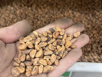 什么时间种植山楂种子比较好