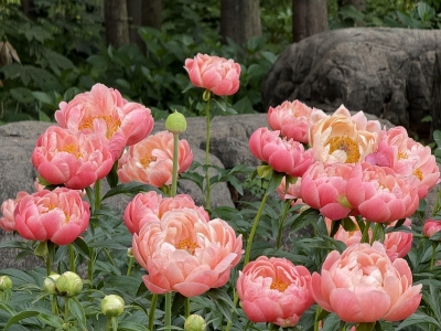 芍药花种子,种子