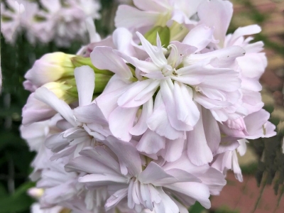 石碱花种子怎么种植