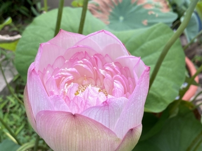 石莲子怎么养护
