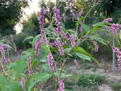 水红花种子,种子