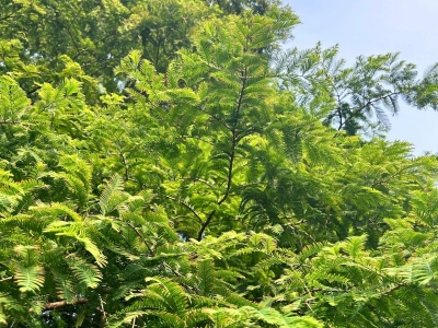 水杉种子怎么催芽最有效