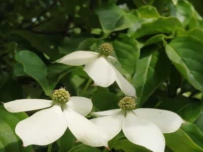 四照花种子什么时间育苗