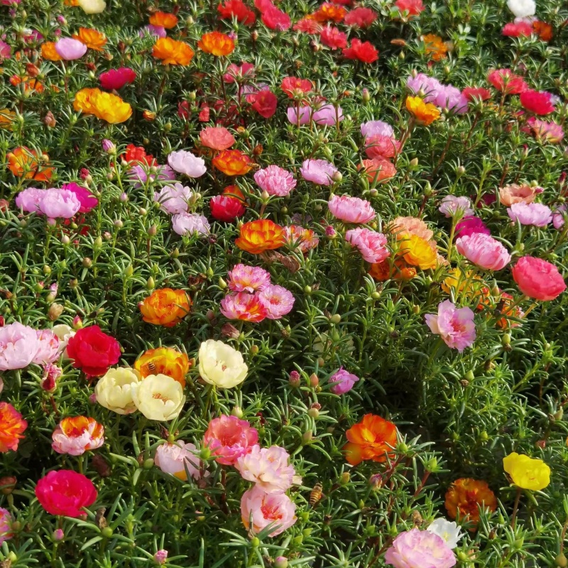 太陽花4.jpg