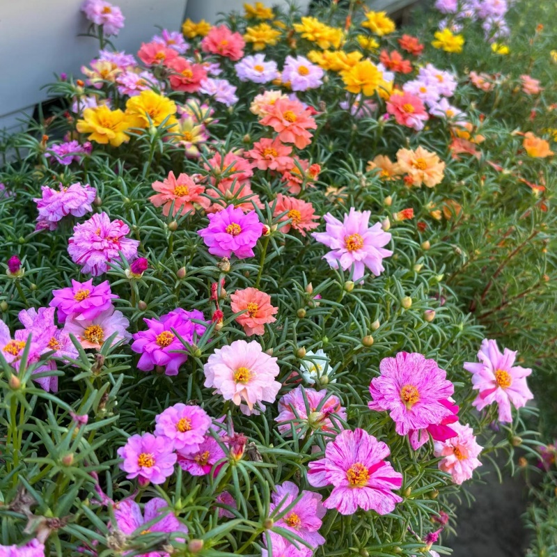 太陽花7.jpg