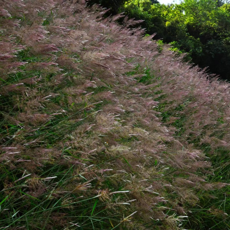 糖蜜草7.jpg
