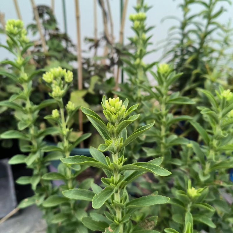 甜葉菊3.jpg
