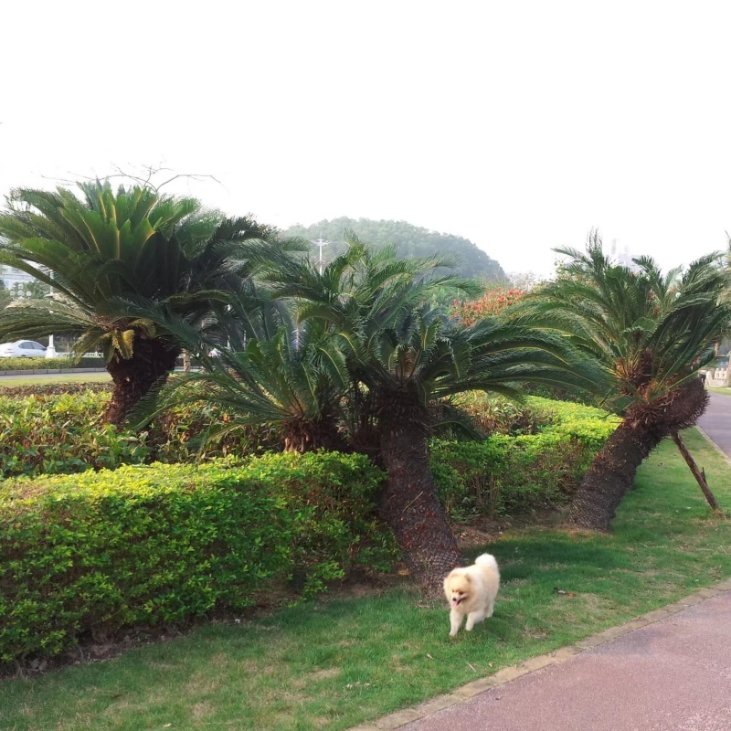鐵樹10.jpg